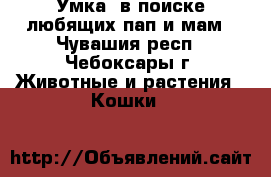 Умка  в поиске любящих пап и мам - Чувашия респ., Чебоксары г. Животные и растения » Кошки   